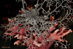 Basket star on  cold water noble coral , Atlantic Ocean, ... by Peet Van Eeden 